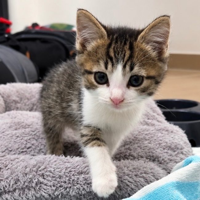 Ava - Chat Européen à adopter