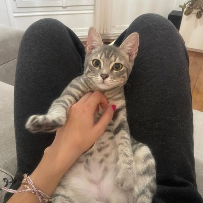 Mimi - Chat Européen à adopter