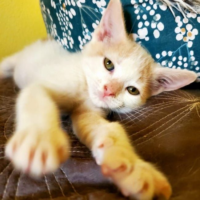 JULIAN - Chat à adopter