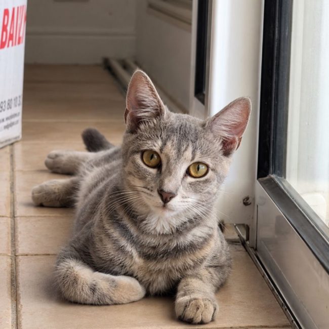 BASALTE - Chat à adopter