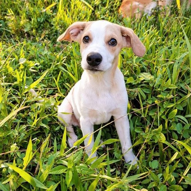 KAYLER - Chien à adopter