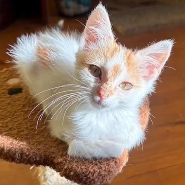 CAMILLE - Chat à adopter