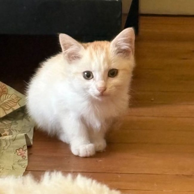 CENZO - Chat à adopter