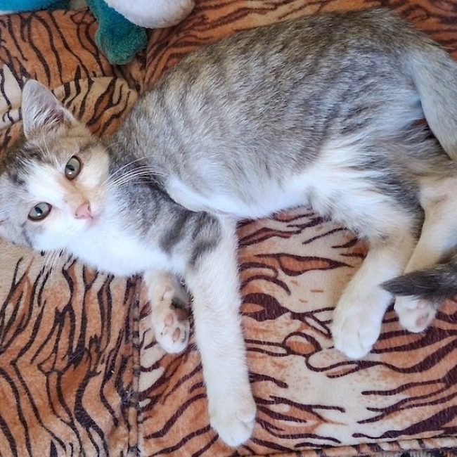 FREYA - Chat à adopter