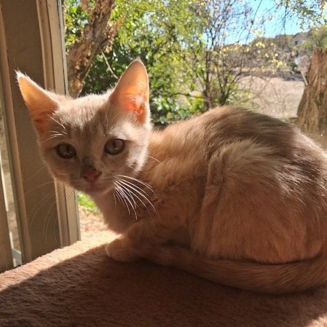 THOR - Chat à adopter