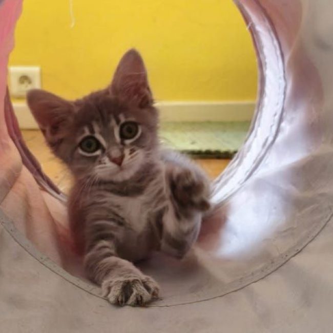 MILA - Chat à adopter