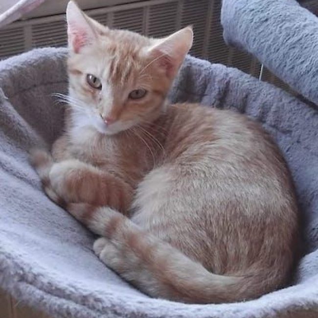 SIMBA - Chat à adopter