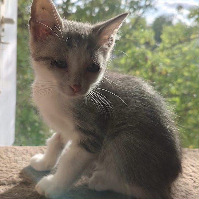 ODIN - Chat à adopter