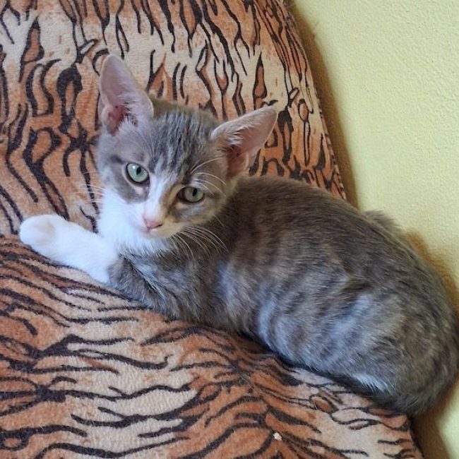 CHIARA - Chat à adopter
