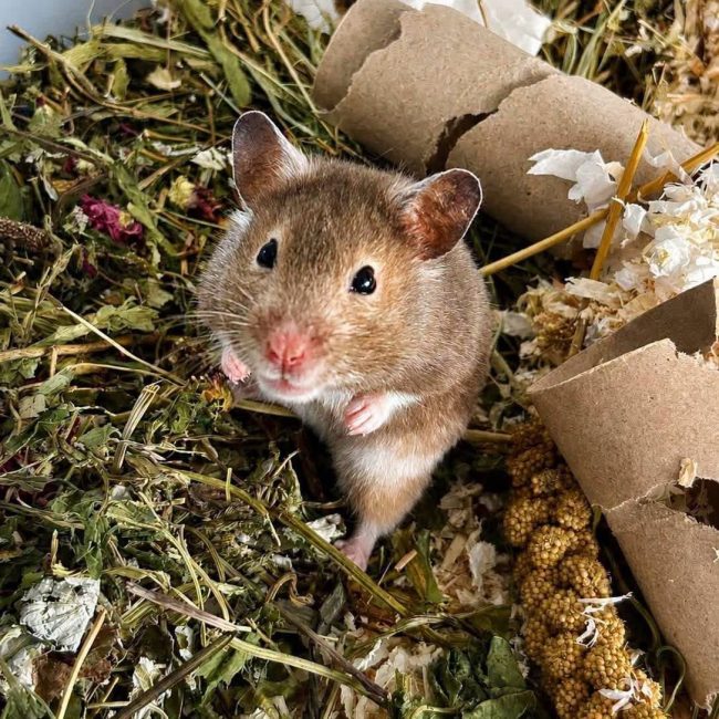 Divya - Rongeur Hamster à adopter