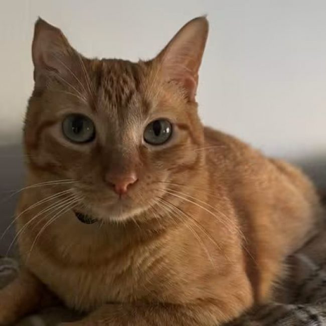 Butanillo - Chat à adopter