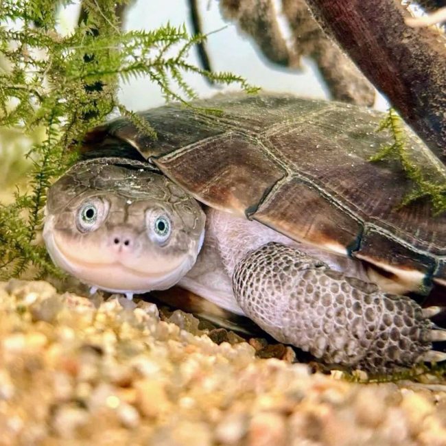 Pélomedusa - Reptile Tortue à adopter
