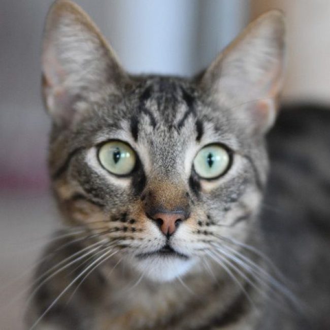 Wess - Chat à adopter