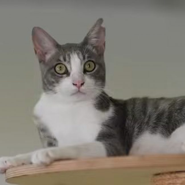 Gachon - Chat à adopter