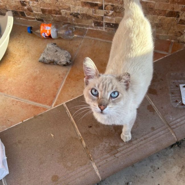Polo - Chat à adopter