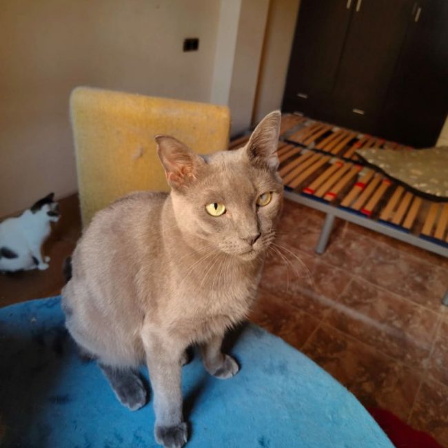 Lio - Chat Bleu russe à adopter