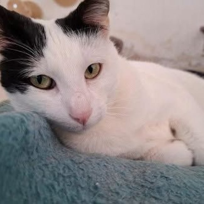 Zarza - Chat à adopter
