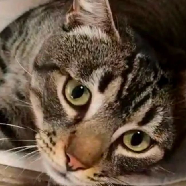 Misu - Chat à adopter
