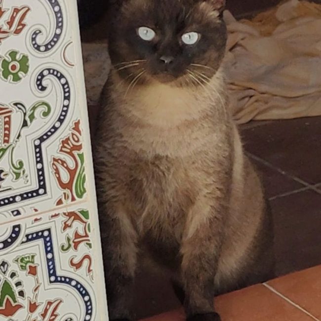 Herco - Chat Siamois à adopter