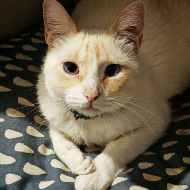 Jacob - Chat à adopter