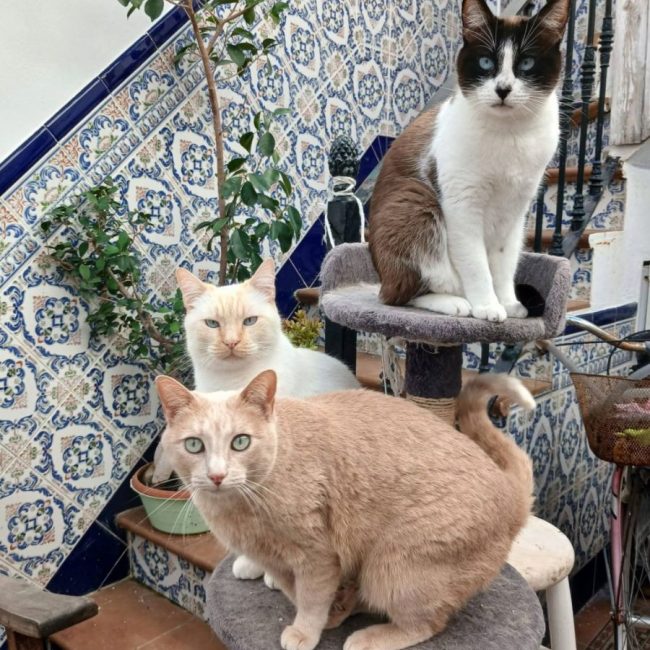 Luca, Bombon et Iris - Chat à adopter