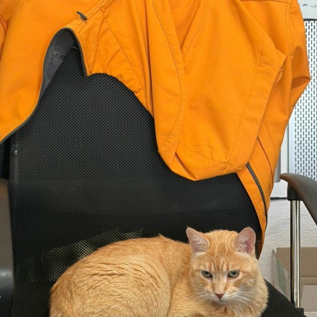 Rubio - Chat à adopter