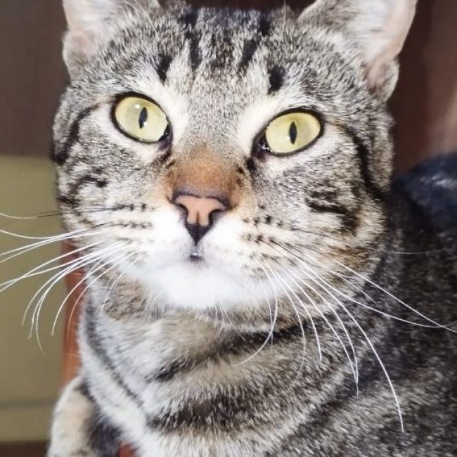 Hector - Chat à adopter