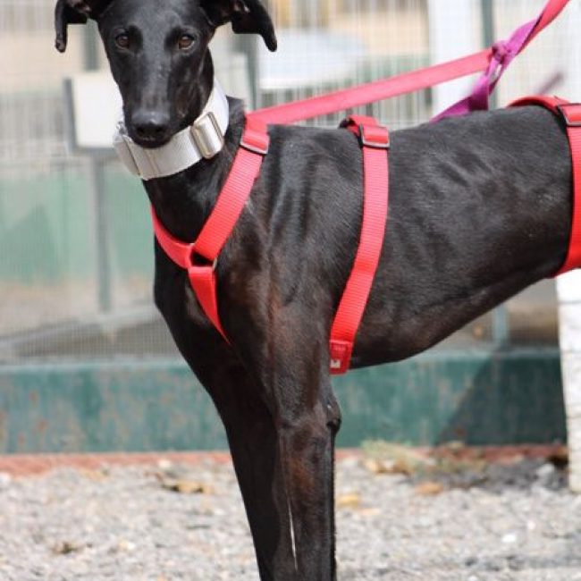 MONCHO - Chien Galgo à adopter