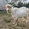 Elvis