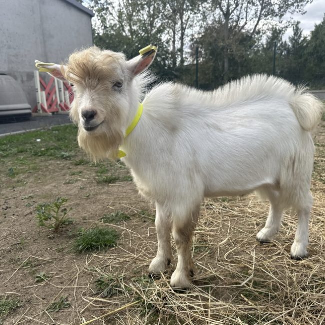 Elvis