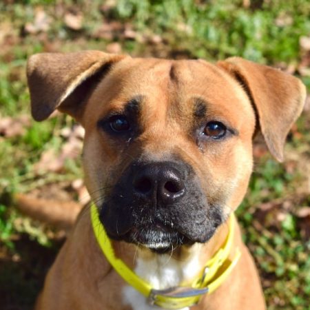 Douguy - Chien à adopter