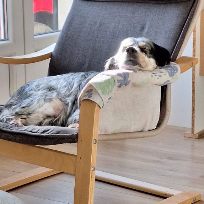 Tina - Chien Setter Anglais à adopter