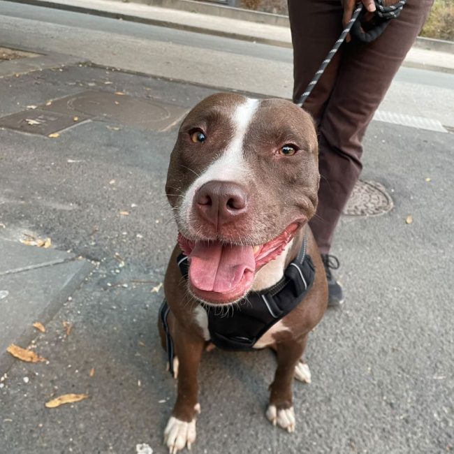 Sakura - Chien à adopter