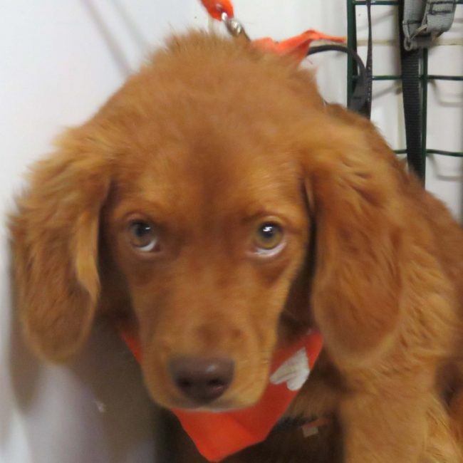 Bilbo - Chien à adopter