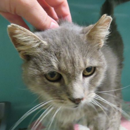 Gribouille - Chat Européen à adopter