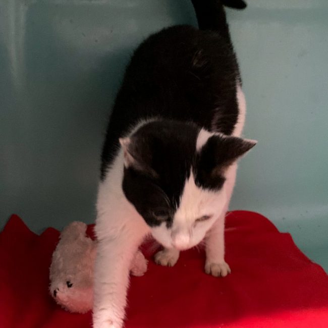 Perle - Chat Européen à adopter