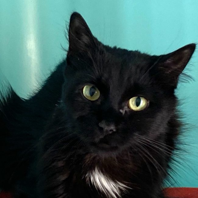 Alice - Chat Européen à adopter