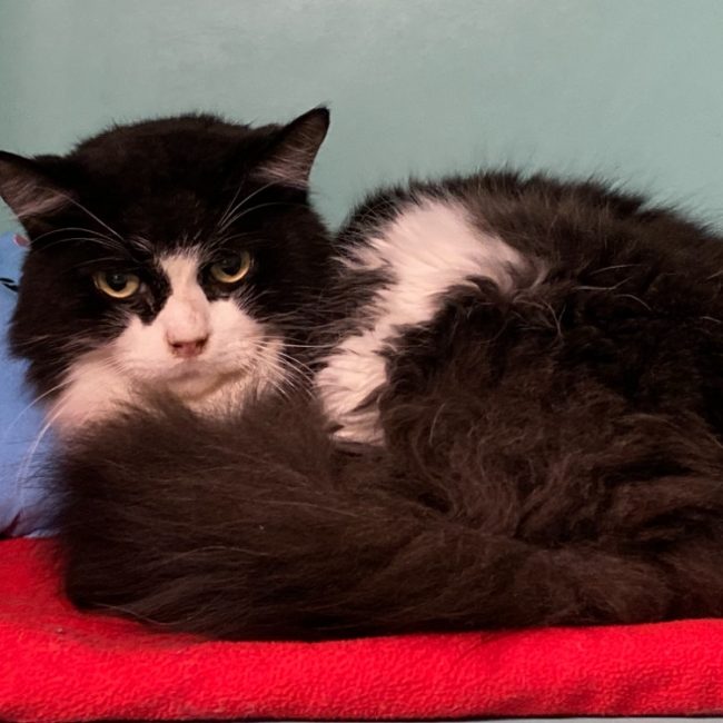 Poutine - Chat Européen à adopter