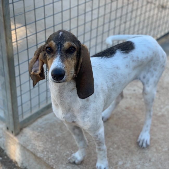 Ficelle - Chien Chien Courant à adopter