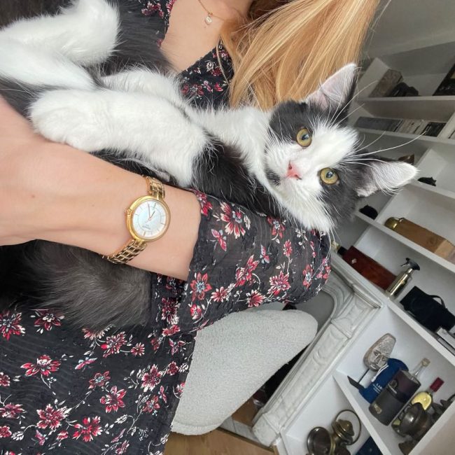 Berlioz - Chat à adopter