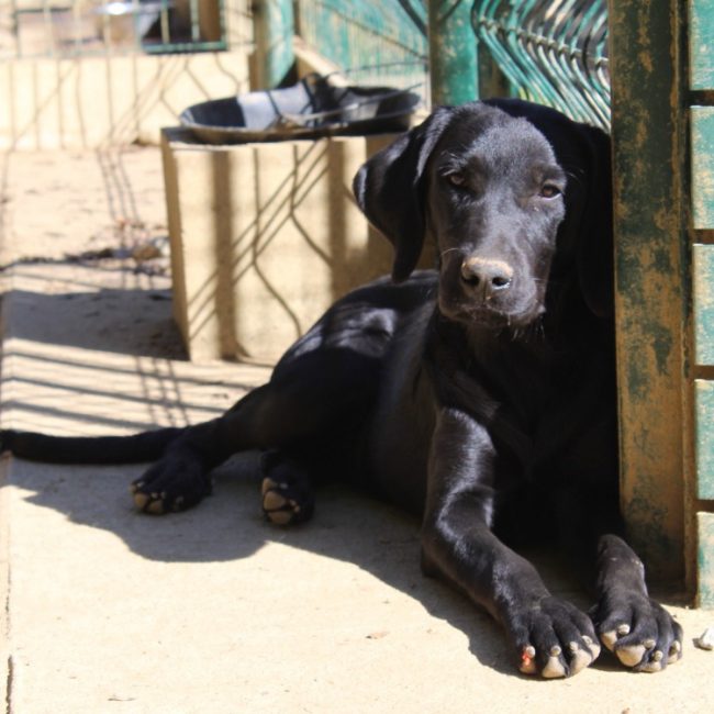 Ebony - Chien à adopter