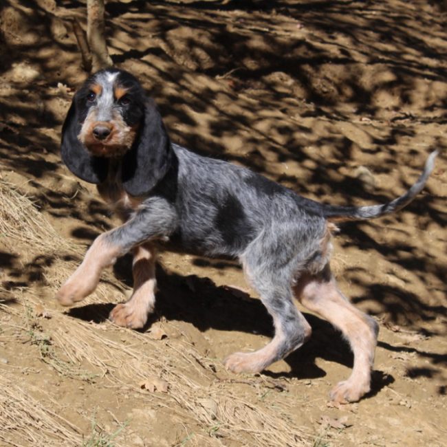 Benita - Chien Basset Bleu de Gascogne à adopter