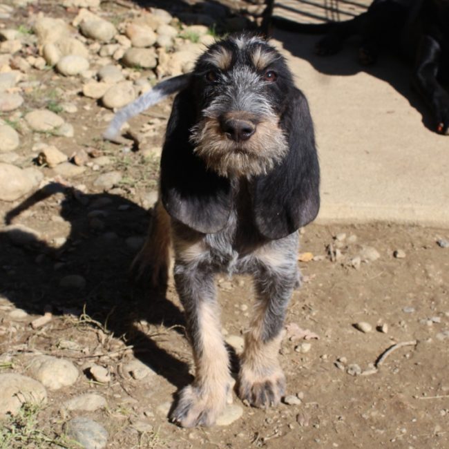 Basile - Chien Basset Bleu de Gascogne à adopter