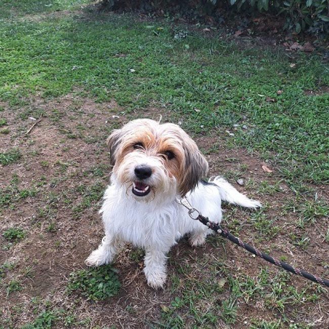Xena - Chien à adopter