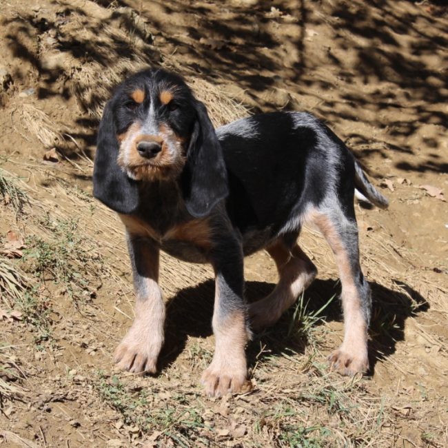 Balto - Chien Basset Bleu de Gascogne à adopter
