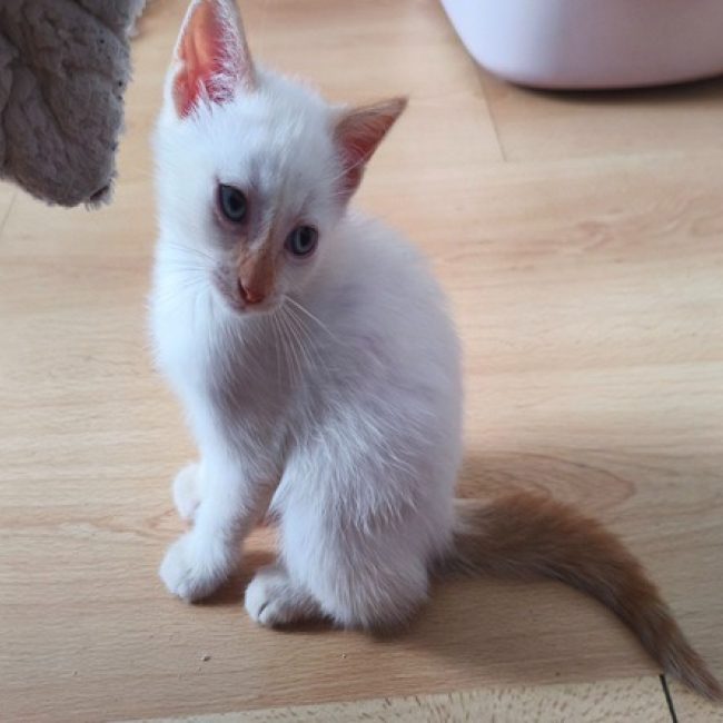 Bluey - Chat Européen à adopter