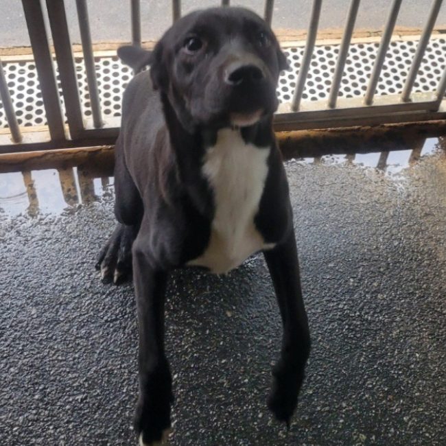 Amiral - Chien à adopter