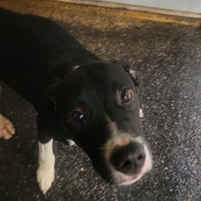 Amadeus - Chien à adopter