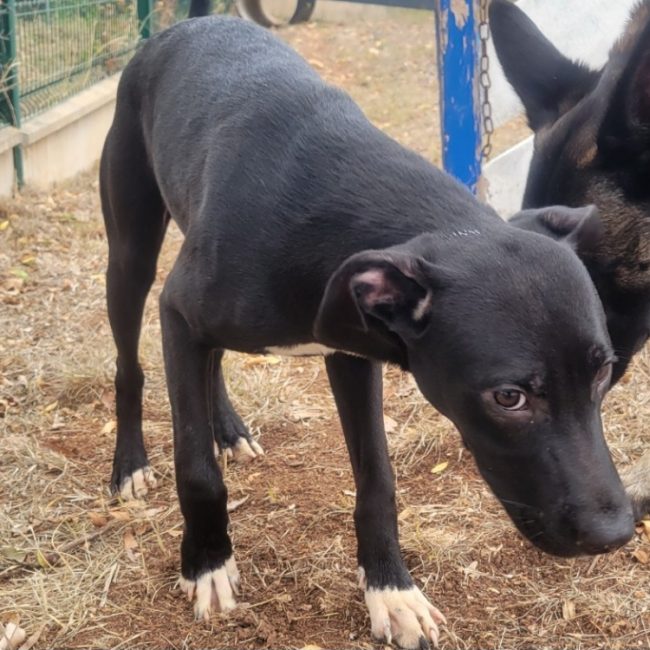 Guizmo - Chien à adopter