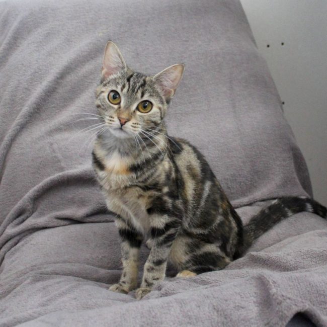 Lyne - Chat Européen à adopter